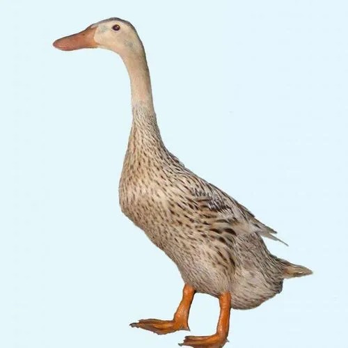 新鮮時蔬上門,驚喜配送報價!(46 characters)