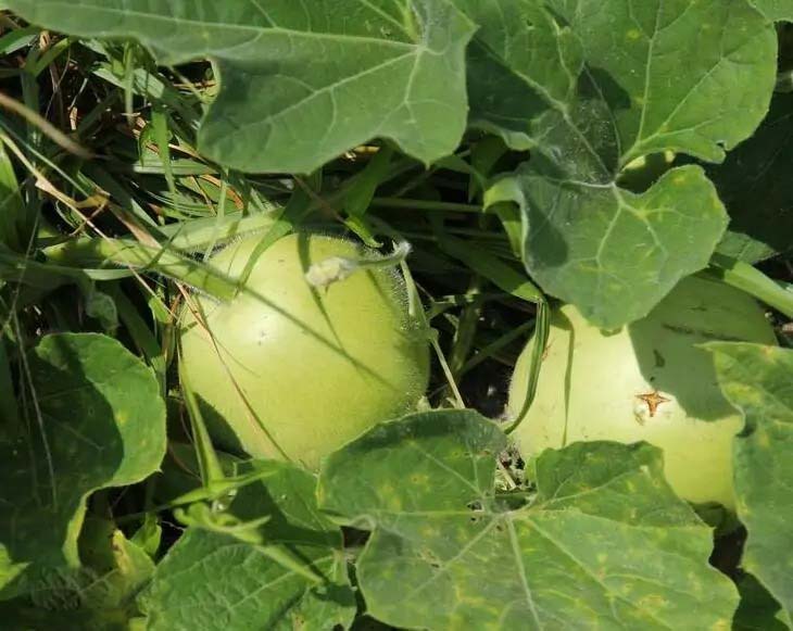 蔬菜配送公司更健康的生活方式