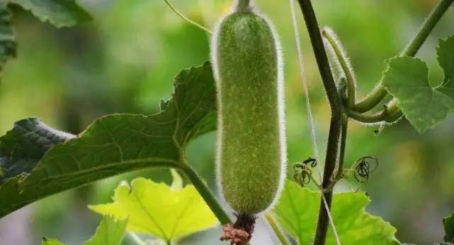 蔬菜配送公司的發展趨勢