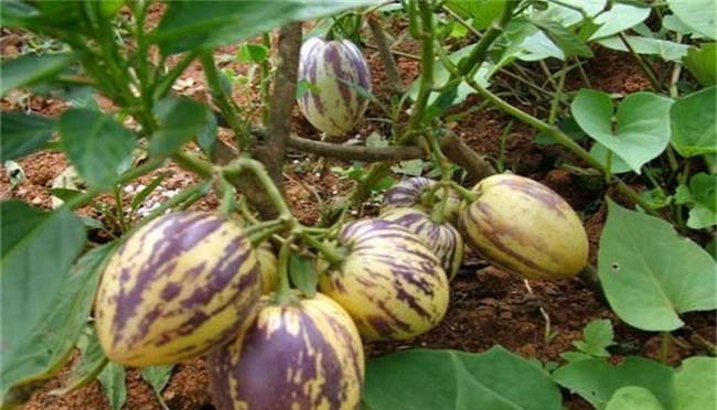 蔬菜配送服務(wù)的發(fā)展歷程