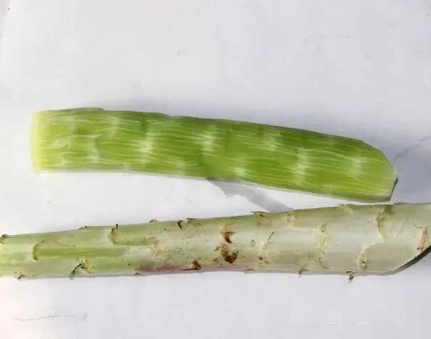 寮步蔬菜配送基地在哪里