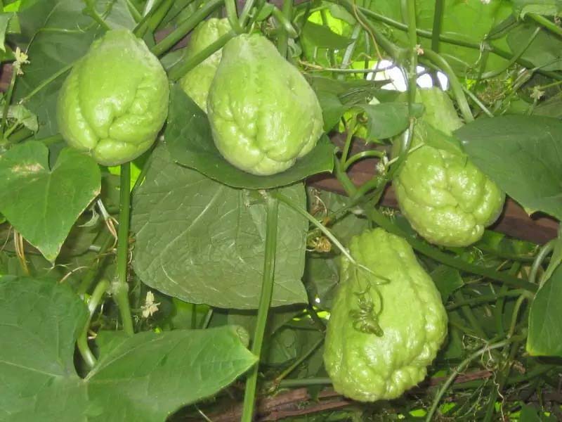 蔬菜配送公司為什么越來(lái)越受歡迎