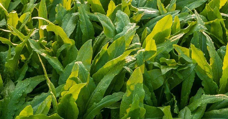 快捷專業(yè)!廣州蔬菜配送服務(wù) (49 characters)