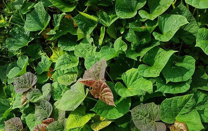 東莞食品生產(chǎn)
