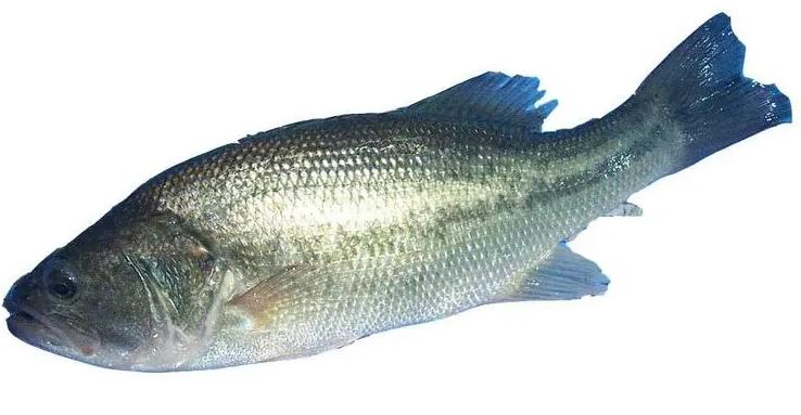 新鮮蔬菜直送，佛山專業配送服務 (Fresh vegetable delivery, profess